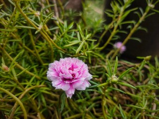 Fototapeta premium Portulaca grandiflora, rose moss in the garden 