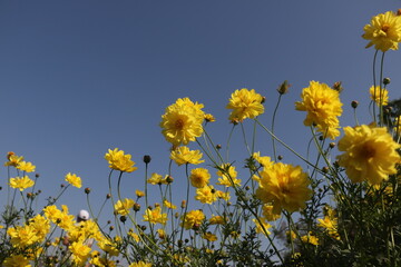 Obraz premium Frame of lots of beautiful yellow Cosmos flowers with green leaves bright of sunlight