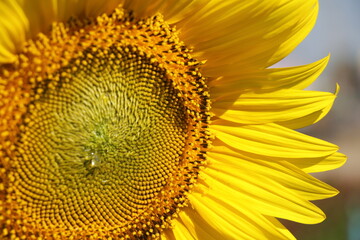 Close up of a rain drop on pollens of a large sunflower