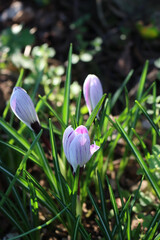 Close-up of purple and white blossoms of &ldquo;King of the striped&rdquo; Crocus in the flowerbed. Springtime flowers on selective focus