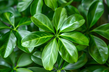 Obraz premium Visual Guide for Caring and Nurturing an Indoor Umbrella Plant