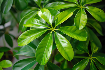 Visual Guide for Caring and Nurturing an Indoor Umbrella Plant