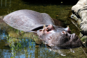 A hippo appears serene as it floats in calm waters, its body partially submerged, reflecting the...