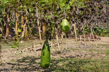 Two bottle gourds, also known as calabash gourds, hanging from a vine in what appears to be a...
