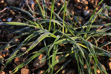 Close-up of green cereal plants covered by frosts in the field  Wheat field on winter