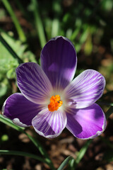 Flowering  purple and white blossoms of “King of the striped” Crocus in the flowerbed. Springtime flowers on selective focus