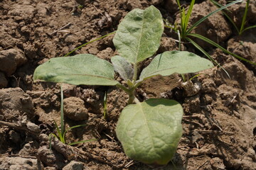 Young seedling with its tiny leaves has been found in the agricultural field