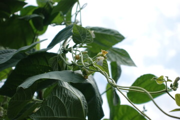Vine plant.