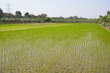 The flooded paddy field is divided into several plots for rice cultivation and surrounded with banana gardens
