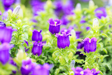 Vibrant Purple Canterbury Bells in a Lush Garden
