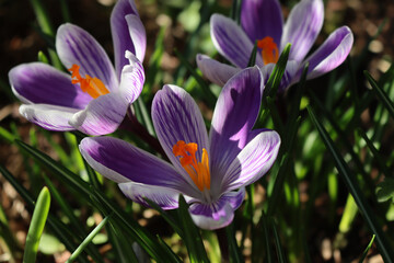 Flowering  purple and white blossoms of “King of the striped” Crocus in the flowerbed....