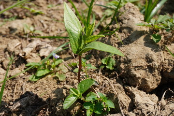 A young plant has grown in the unplowed field possibly Vincetoxicum nigrum, commonly known as black swallow-wort or dog-strangling vine