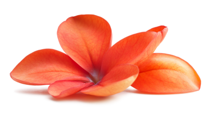 A single orange flower