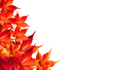 A collection of vibrant autumn maple leaves in shades of red and orange, isolated on white background. Clipping path. A perfect seasonal design created using generative AI.