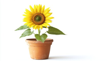 Obraz premium A sunflower in a flower pot, isolated on a white background, showcasing its vibrant yellow petals and green foliage.