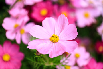 Obraz premium Delicate Pink Cosmos Flower Close-up in Garden