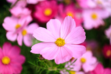 Obraz premium Delicate Pink Cosmos Flower Close-up in Garden