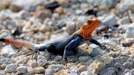 A striking image of a colorful lizard sunbathing on rocky ground, perfectly showcasing the vibrant colors and intricate patterns, embodying the beauty of wildlife in nature.