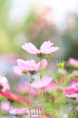 Fototapeta premium Graceful Pink Cosmos Flower in a Dreamy Meadow