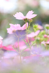 Obraz premium Graceful Pink Cosmos Flower in a Dreamy Meadow