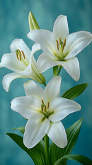Fototapeta premium Beautiful white lilies in full bloom against a soft blue background showcasing their elegance and grace