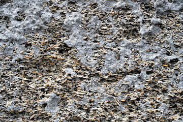 This image presents a close-up view of coral textures, showcasing the intricate details and...