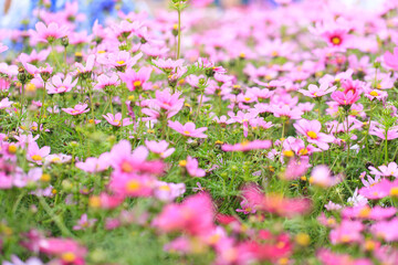 Obraz premium Abundance of Pink Cosmos Flowers in a Garden