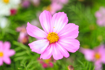 Obraz premium Close-Up of a Vibrant Pink Cosmos Flower in Full Bloom