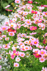 Fototapeta premium Field of Pink and White Cosmos Flowers