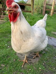 free range chicken