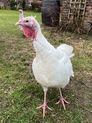 free range turkey