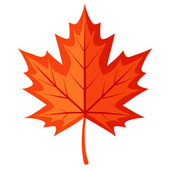 Fototapeta premium maple leaves isolated on white no background