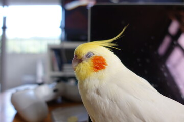 Cockatiel bird.