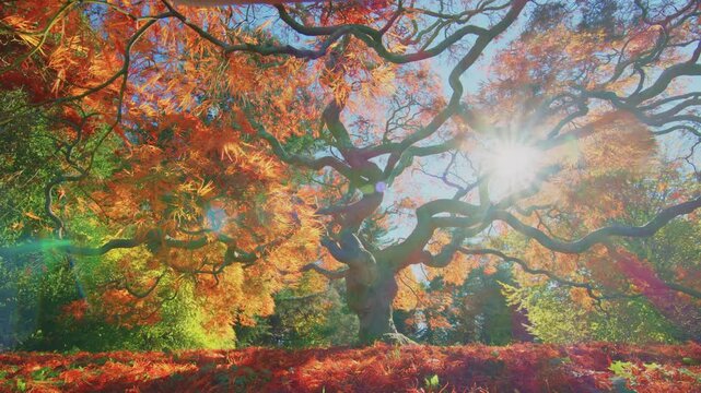 Footage of the Japanese Maple tree (Acer palmatum) in its peak autumn color, showcasing its brilliant red leaves at Planting Fields Arboretum, Oyster Bay, NY.