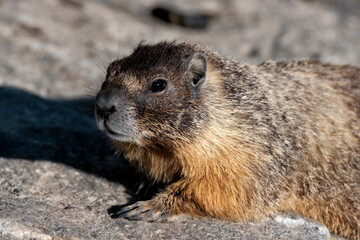 A close-up of a marmot on a rocky surface, showcasing its thick fur and inquisitive expression,...