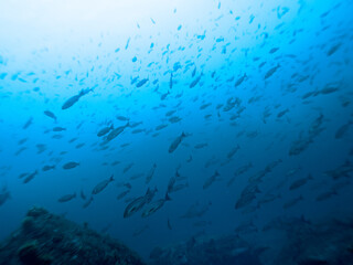 魚の群れ
