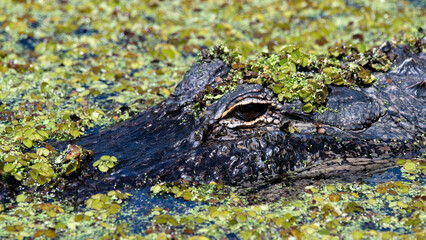 A close-up of an alligator partially submerged in water, surrounded by green vegetation, showcasing the beauty and camouflage of these reptiles in their natural habitat.