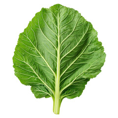 Harvesting fresh vegetables in vibrant gardens nature&rsquo;s bounty culinary delights outdoor perspective healthy living