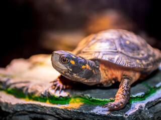 日光浴するキボシイシガメ