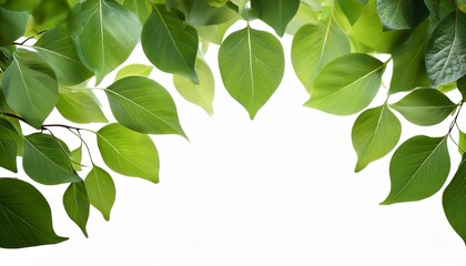 Obraz premium lush green circular leaves creating a natural canopy on transparent background