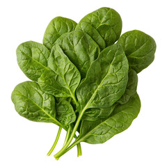 Fototapeta premium Harvesting fresh vegetables spinach gathering in organic farm nature's bounty close-up view