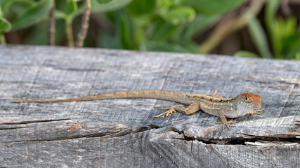 A lizard perches on a sunlit, weathered log, showcasing its unique textures and colors against a backdrop of vibrant greens, symbolizing adaptability in nature.