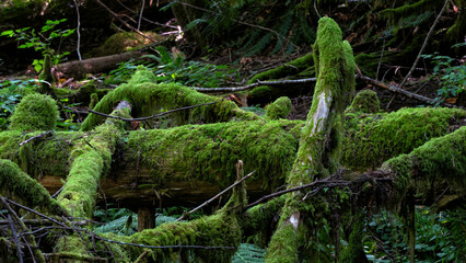 A moss-covered log rests peacefully within a verdant forest, illustrating the serene beauty of nature's reclamation and the rich ecosystem thriving in this tranquil setting.