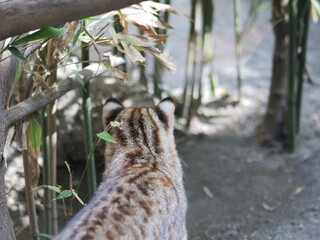 動物園で飼育されているツシマヤマネコ