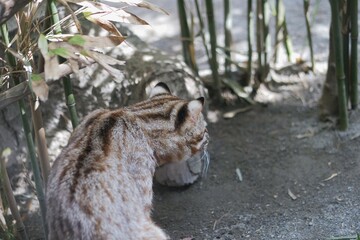 動物園で飼育されているツシマヤマネコ