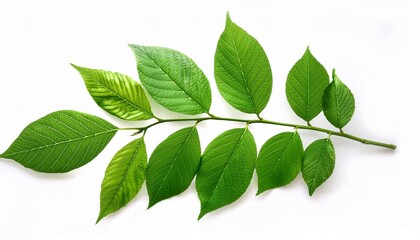 Fototapeta premium vibrant green tree branch with detailed leaves isolated on white background