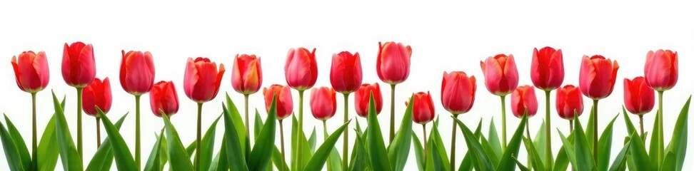 Fototapeta premium Field of tulips with green stems against white background, color palette, spring, flowers