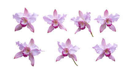 Multiple pink and white orchid flowers are arranged in a pattern suitable for floral decoration or springtime marketing material.