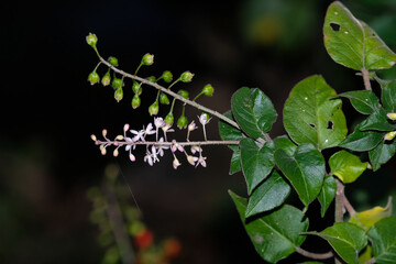 The lilac flowers of Rivina humilis