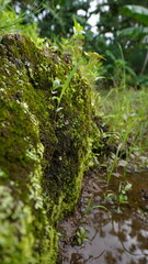Moss grows abundantly in muddy rice fields